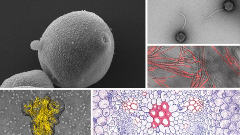 images vue avec un microscope